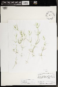 Chara globularis image