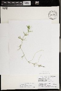 Chara sejuncta image