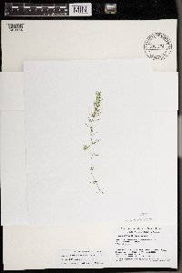 Chara tenuifolia image