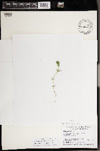 Chara trichacantha image