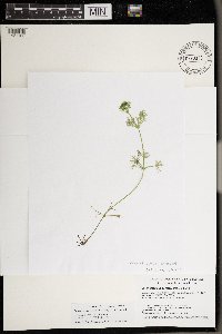 Lychnothamnus barbatus image