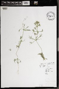 Lychnothamnus barbatus image