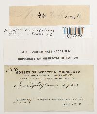 Amblystegium juratzkanum image