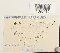 Andreaea rupestris var. rupestris image