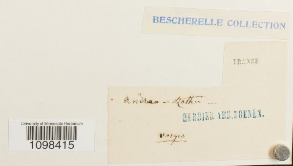 Andreaea rothii image