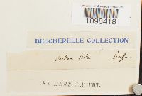 Andreaea rothii image