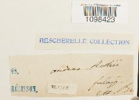 Andreaea rothii image