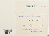 Andreaea rupestris image