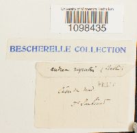 Andreaea rupestris image