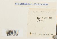 Andreaea rupestris image