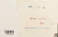 Andreaea rupestris image