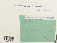 Andreaea rupestris image