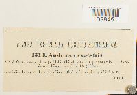 Andreaea rupestris image