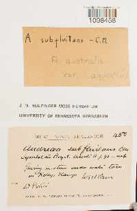 Media resource of Andreaea australis