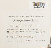 Media resource of Andreaea depressinervis