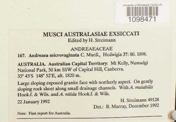 Andreaea microvaginata image