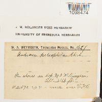 Andreaea rupestris var. rupestris image