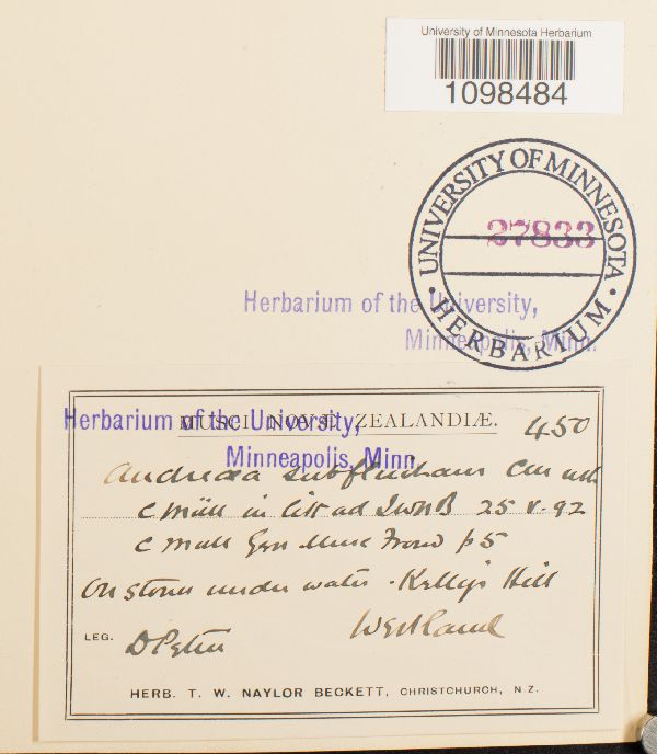 Andreaea subfluitans image