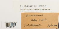Dicranella varia image