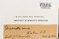 Dicranella varia image