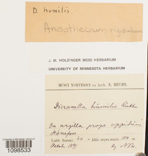 Anisothecium humile image