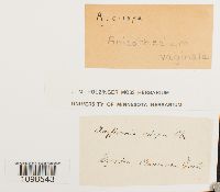 Image Associated With the Occurrence