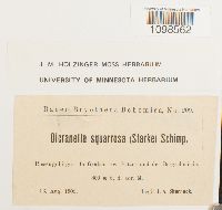 Anisothecium palustre image