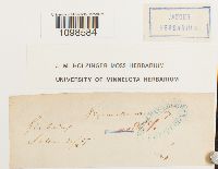 Dicranella varia image