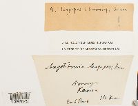 Aongstroemia longipes image