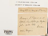 Aongstroemia longipes image