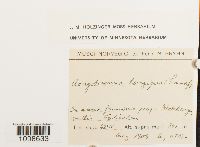 Aongstroemia longipes image