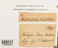 Anoectangium aestivum image