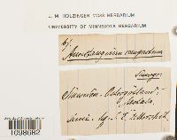 Anoectangium aestivum image