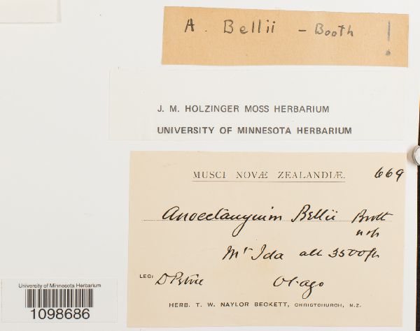 Anoectangium bellii image