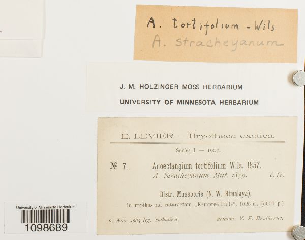 Anoectangium stracheyanum image