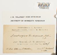 Anoectangium stracheyanum image