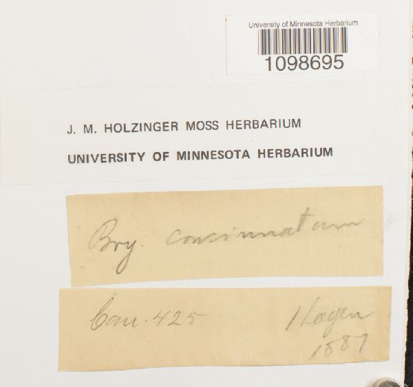 Anomobryum concinnatum image