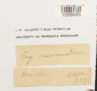 Media resource of Anomobryum concinnatum