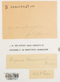 Anomobryum filiforme image