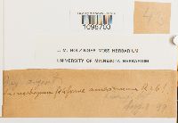 Anomobryum filiforme image