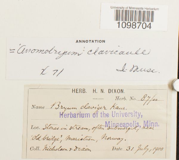 Anomobryum clavicaule image