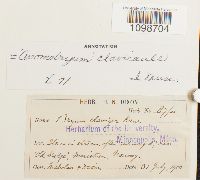 Media resource of Anomobryum clavicaule