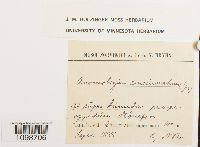 Anomobryum concinnatum image