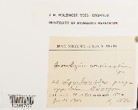 Anomobryum concinnatum image