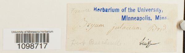 Anomobryum filiforme image