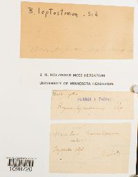 Media resource of Anomobryum leptostomoides