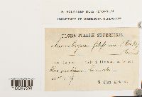 Anomobryum filiforme image