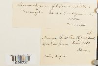 Anomobryum filiforme image