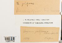 thumbnail image of current specimen