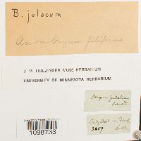 Anomobryum filiforme image